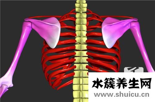 女人的雞胸長什么樣子