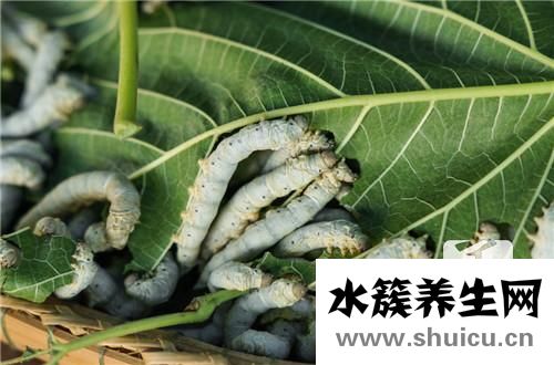 桑葚膏的功效與作用