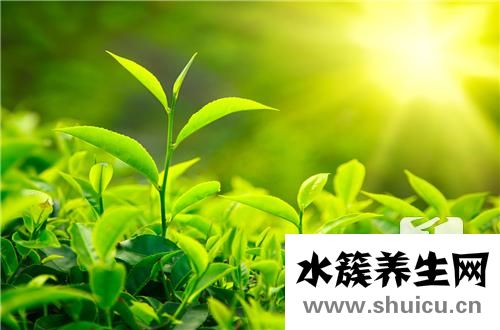 六安瓜片的功效與作用