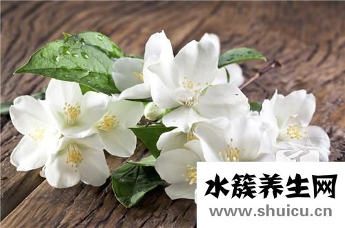 茉莉花的功效與作用