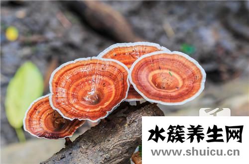 靈芝孢子粉功效