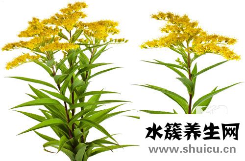 九里香的功效與作用