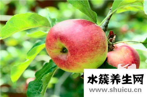 每天一個蘋果的好處