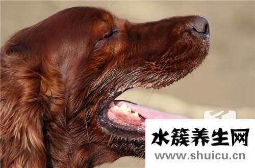 狂犬病的主要表現(xiàn)