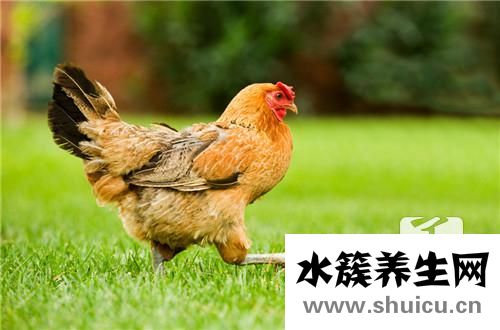 雞胗是雞的哪個部位