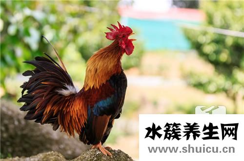 雞胗是雞的哪個部位