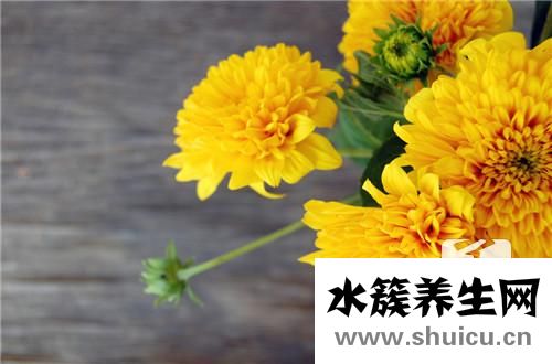 什么花吸甲醛效果最好