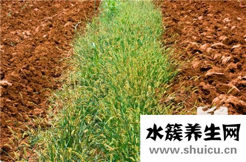 磷酸二氫鉀使用方法