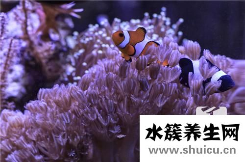 魚塊怎么做好吃又簡單