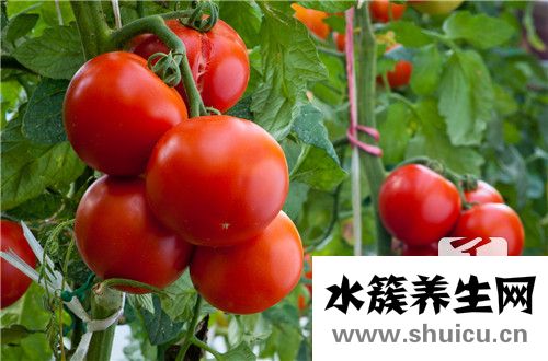 西紅柿雞蛋湯面