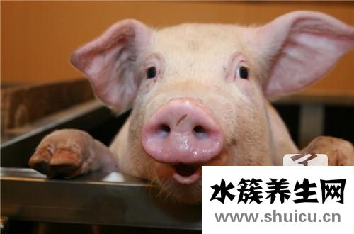 豬油的功效與作用