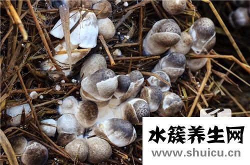 草菇怎么做好吃