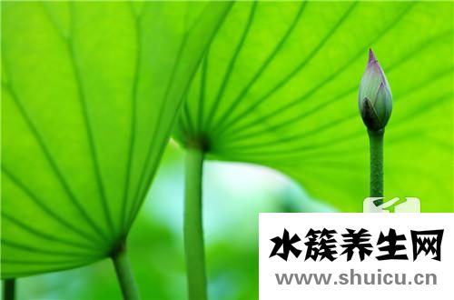 荷葉決明子茶的功效