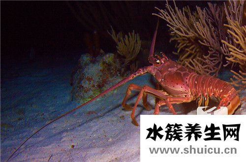 小龍蝦怎么做好吃