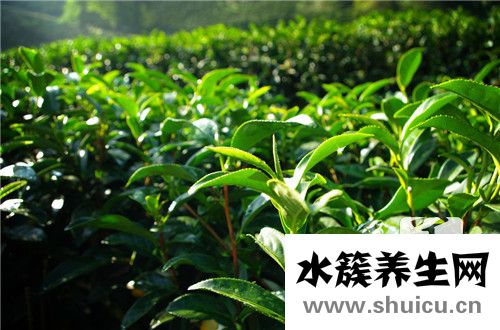 口臭喝什么茶效果最好