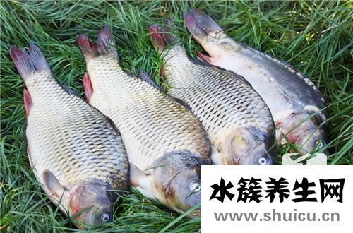 扁魚(yú)