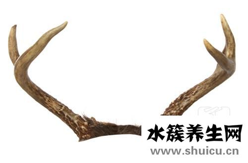 鹿茸片的功效與作用