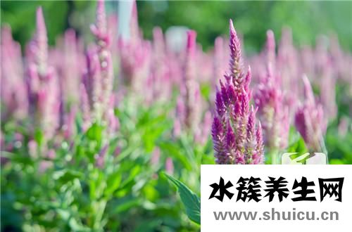 廣藿香的功效與作用