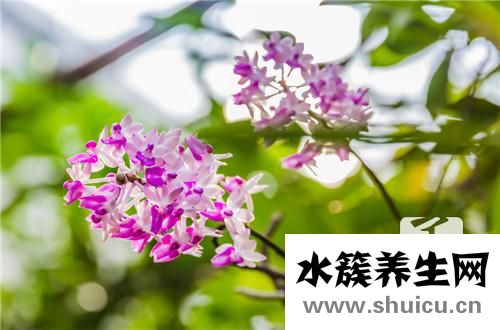 鐵皮楓斗的吃法