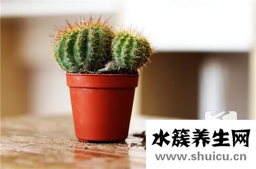 什么植物防電腦輻射