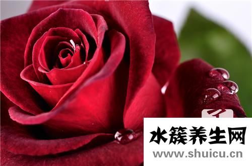 重瓣紅玫瑰功效與作用