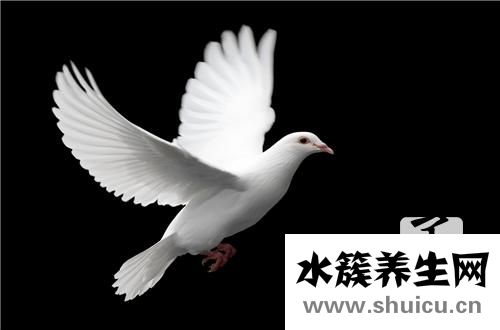 鴿子湯的做法大全