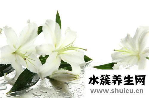 家中養什么花好