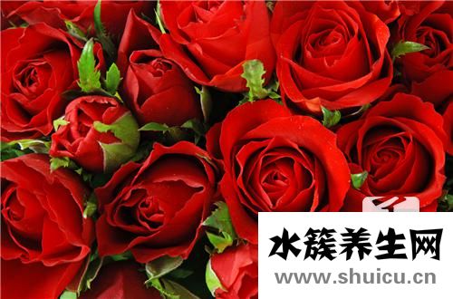 玫瑰花瓣的用途