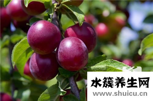 西梅的營養價值