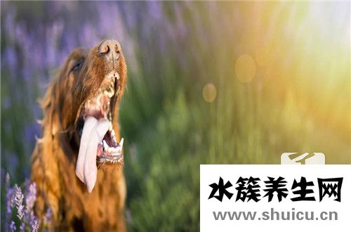 犬瘟熱治療費用