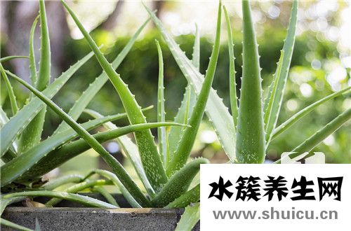 吸收甲醛的植物