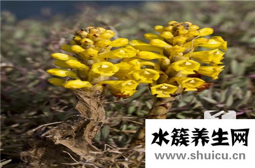 肉蓯蓉的副作用