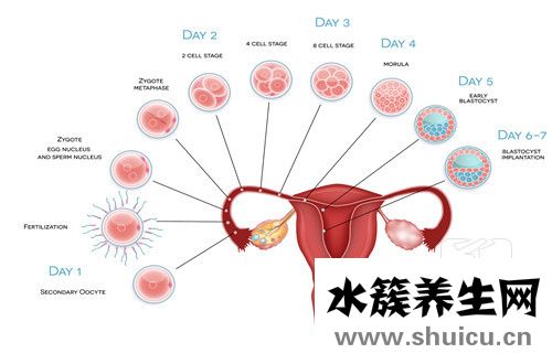 輸卵管造影怎么做