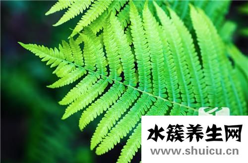 綠蘿的功效與作用