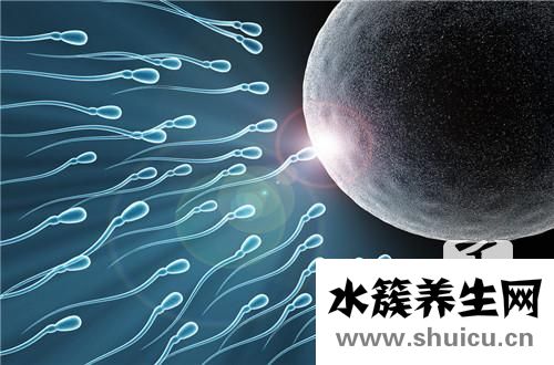 卵細胞的形成過程