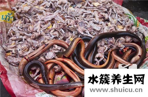 鱔魚養殖
