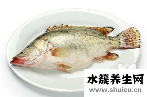 金槍魚刺身