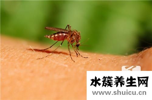 滅蚊子最有效的方法