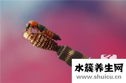 蚊蟲叮咬紅腫用什么藥