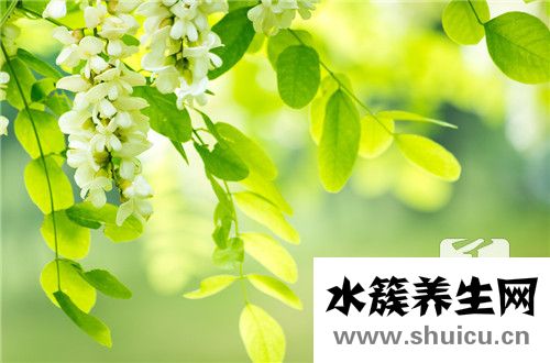 槐米的功效與作用