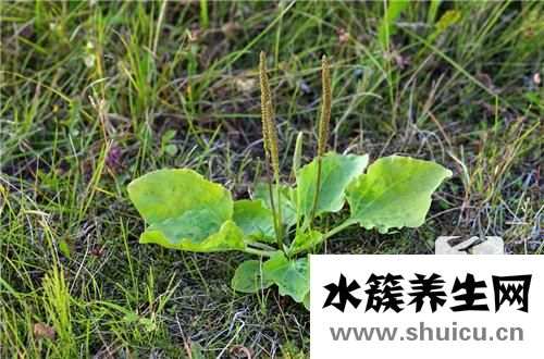 草木灰的主要成分