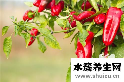 扁桃體發(fā)炎期間的菜譜