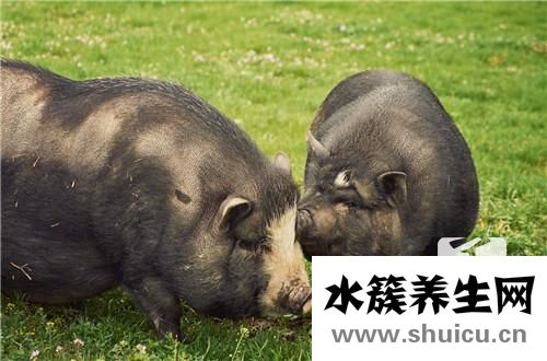 小孩燉什么湯增強體質