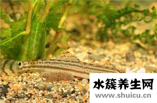 小孩燉什么湯增強體質