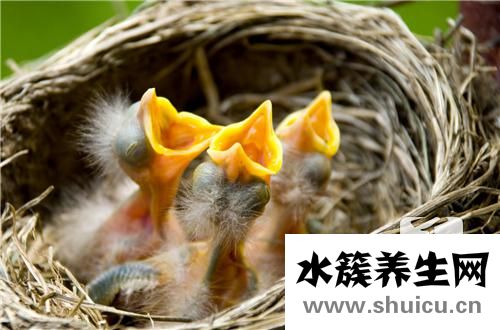 經(jīng)期可以吃燕窩嗎