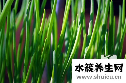 痛風為什么不能吃韭菜