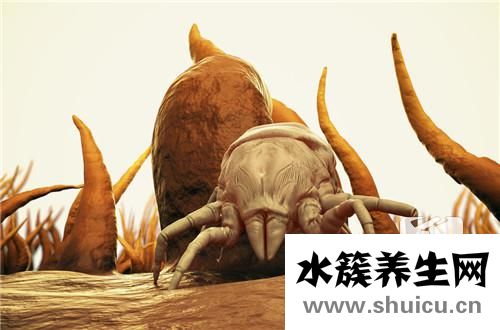 臉上有螨蟲癥狀