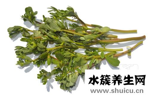 馬齒莧治療痔瘡