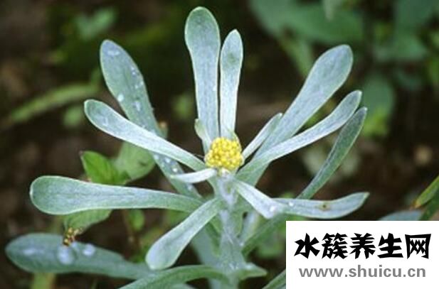 清明草的功效與作用