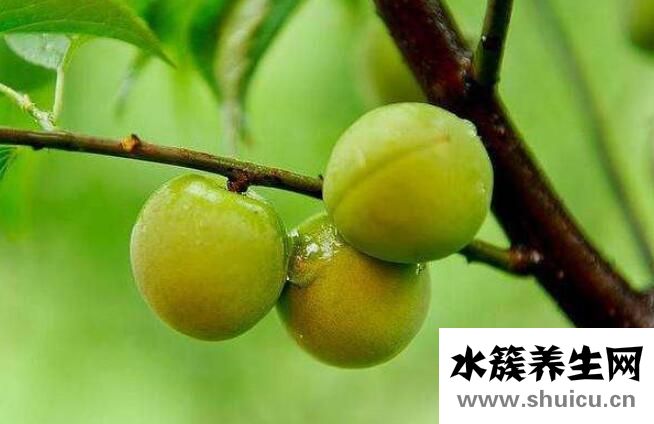 隨便果的作用與功效